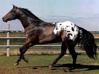 Spotted Horse Breeds