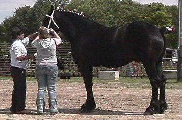 Who are some famous Percheron horse breeders?