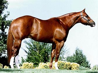 horse breeds quarter horse 336x252